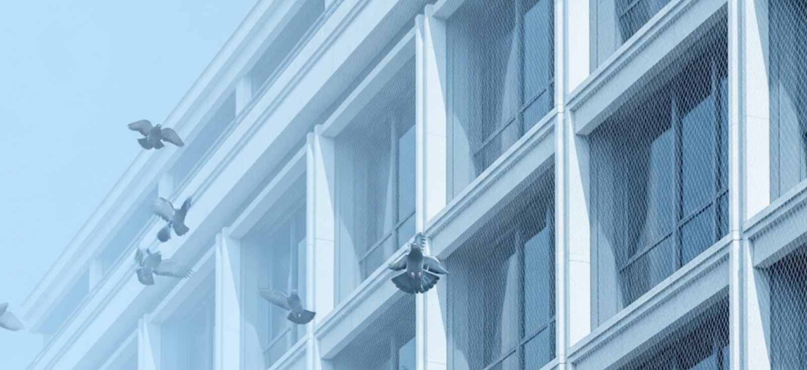 Bird Net Banner 3